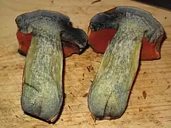 Chair intensément bleuissante à la coupe.