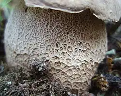 Pied ventru,réseau de mailles, dit réticulé