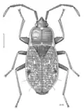 Millerocorus ductus, Nouvelle-Zélande, dessin de Desmond W. Helmore.
