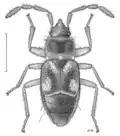 Paratruncala insularis, Nouvelle-Zélande, dessin de Desmond W. Helmore.
