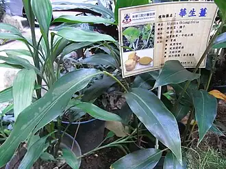 Description de l'image HK Sheung Wan Tung Wah Hospital Chinese plant Alpinia Oblongifolia Aug-2012.JPG.