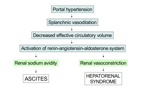 Schematic demonstrating the underfill theory to explain the pathophysiology of both ascites and hepatorenal syndrome.