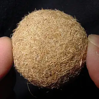 En gros plan encore, ramassé sur une plage de Corse ; les doigts indiquent l'échelle (et la taille ≈ 5 cm).