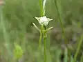 Habenaria sagittifera, Japon.