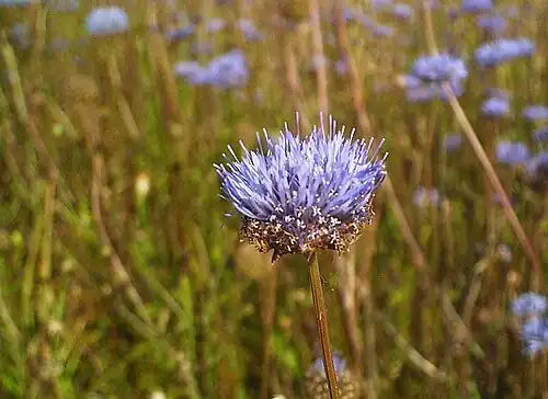 Jasione des montagnes.