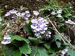 Haberlea rhodopensis