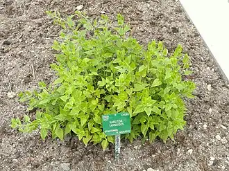 Description de l'image Hablitzia tamnoides - Copenhagen Botanical Garden - DSC07677.JPG.