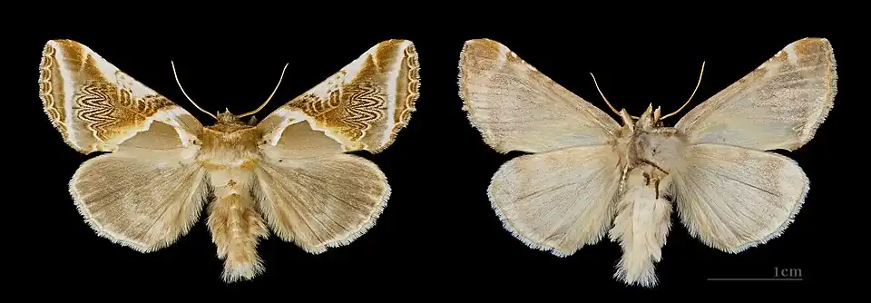 Les deux faces Muséum de Toulouse