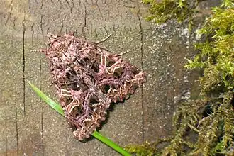 Description de cette image, également commentée ci-après