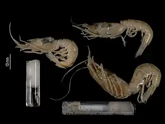 Description de l'image Hadropenaeus affinis (MNHN-IU-2014-22289).jpeg.