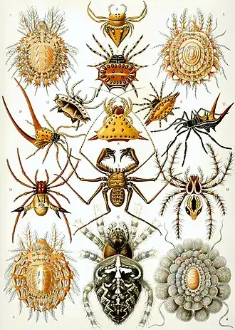 Description de l'image Haeckel Arachnida.jpg.