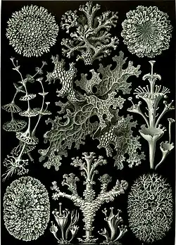 Planche d'Ernst Haeckel représentant des lichens.