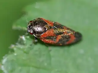 Description de cette image, également commentée ci-après