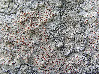 Haematommataceae :Haematomma ochroleucum