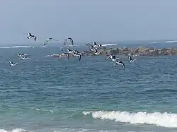 Huîtiers pie en vol.