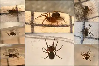 Description de l'image Hahnia cf. montana (7244005318).jpg.