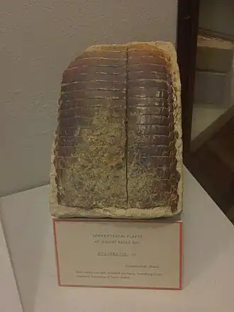 Description de l'image Hal - Myliobatis sp..jpg.