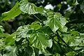 Feuilles d'un sujet dans les collines d'Ananthagiri (district de Rangareddy de l'Andhra Pradesh, Inde).