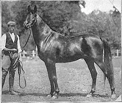 Photo en noir et blanc d'un étalon et un dresseur de chevaux.