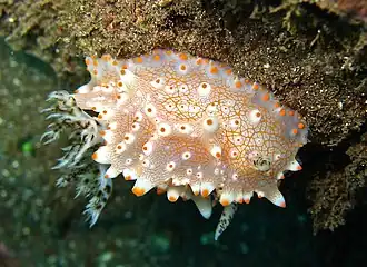 Halgerda batangas, un Discodorididae