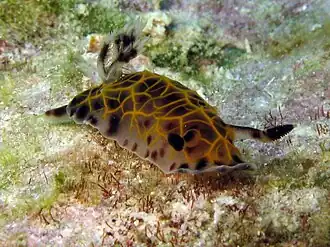 Halgerda wasinensis.