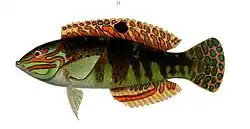 Description de l'image Halichoeres timorensis.jpg.