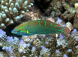 Halichoeres vrolikii mâle