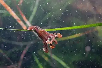 Description de l'image Haliclystus-tenuis.JPG.