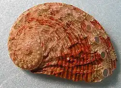 Haliotis squamosa