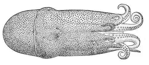 Haliphron atlanticus, le seul Alloposidae