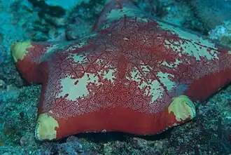 Forme de l'océan indien.