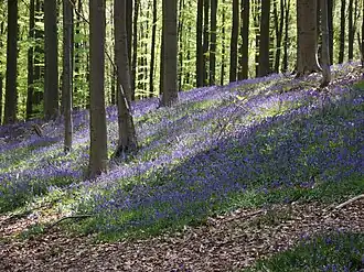 Sous-bois tapissé de jacinthes sauvages dans la forêt de Hal, dans le Brabant.