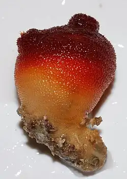 Halocynthia papillosa