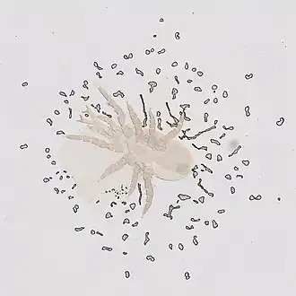 Description de l'image Halolaelaps subtilis (YPM IZ 073678) (cropped).jpeg.