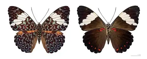 Hamadryas arinome - MHNT