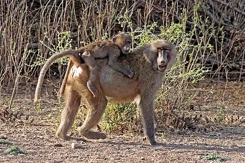 Babouin hamadryas(Papio hamadryas),Zone aride somalienne.