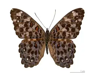 Description de cette image, également commentée ci-après