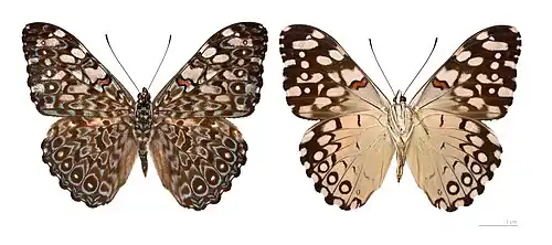 Hamadryas feronia  - MHNT