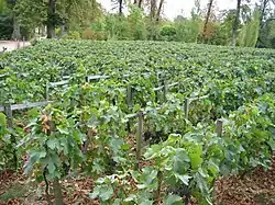 Vigne du Hameau de la Reine à Versailles