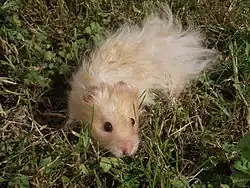 hamster doré angora