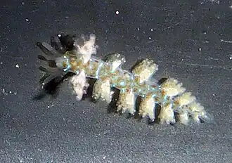 Hancockia californica (Hancockiidae).