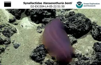 Les Persiculida comme cette Hansenothuria benti sont abyssaux, dépourvus de spicules dermiques et pourvus d'un sillon anal.