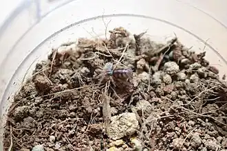 Description de l'image Hapalopus formosus sling.jpg.