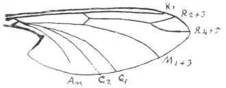 Description de l'image Hapalothrix lugubris wing annotated Bezzi 1913, p99.png.