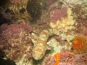 Description de l'image Haploblepharus edwardsii false bay.jpg.