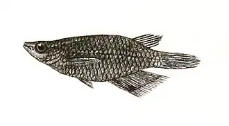 Description de l'image Haplochilus melastigma Day Mintern 121.jpg.