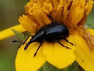 Description de l'image Haplorhynchites pseudomexicanus.jpg.