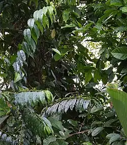 Feuilles d’Haptanthus hazlettii.