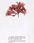 Haraldiophyllum bonnemaisonii, planche de l'herbier des frères Crouan (Pierre-Louis et Hippolyte-Marie).