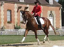 Photo d'un cheval Hanovrien présenté en dressage par un cavalier des Haras Nationaux.